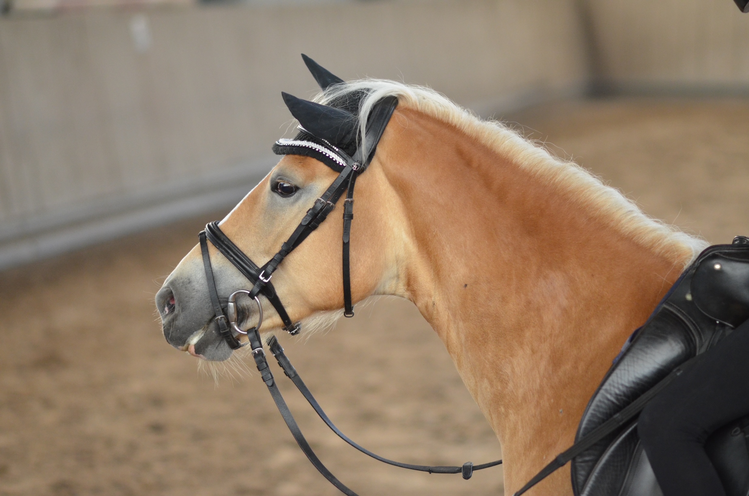Beschaffenheit beim Pferdekauf 